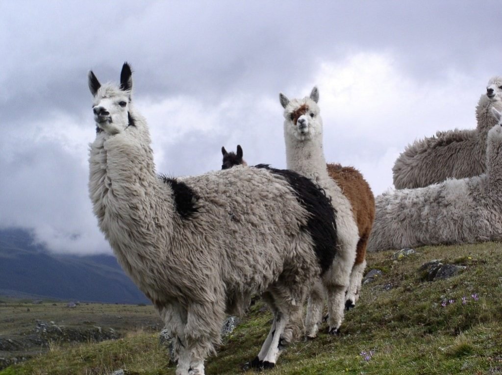 Safest Places to visit in South America Ecuador - Lamas in the Andes