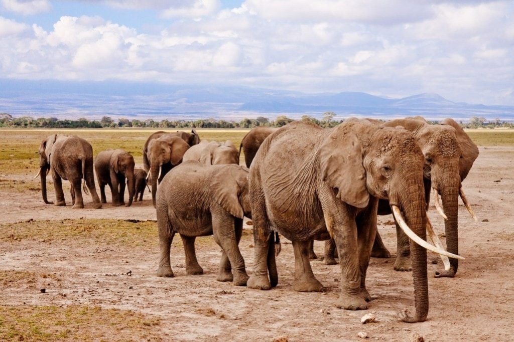 Maputo Special Reserve - Elephants