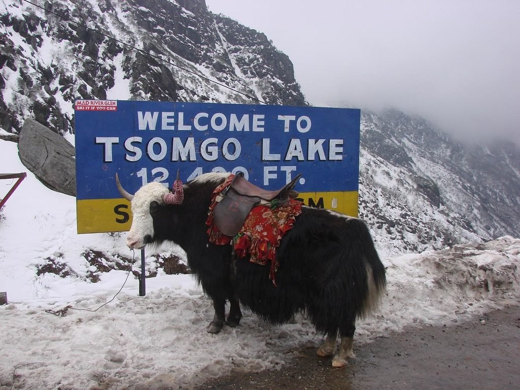 Riding a Yak in Tsomgo Lake is one of the best activities in Sikkim