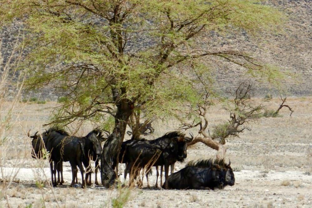 Buffaloes in the Namib Desert
