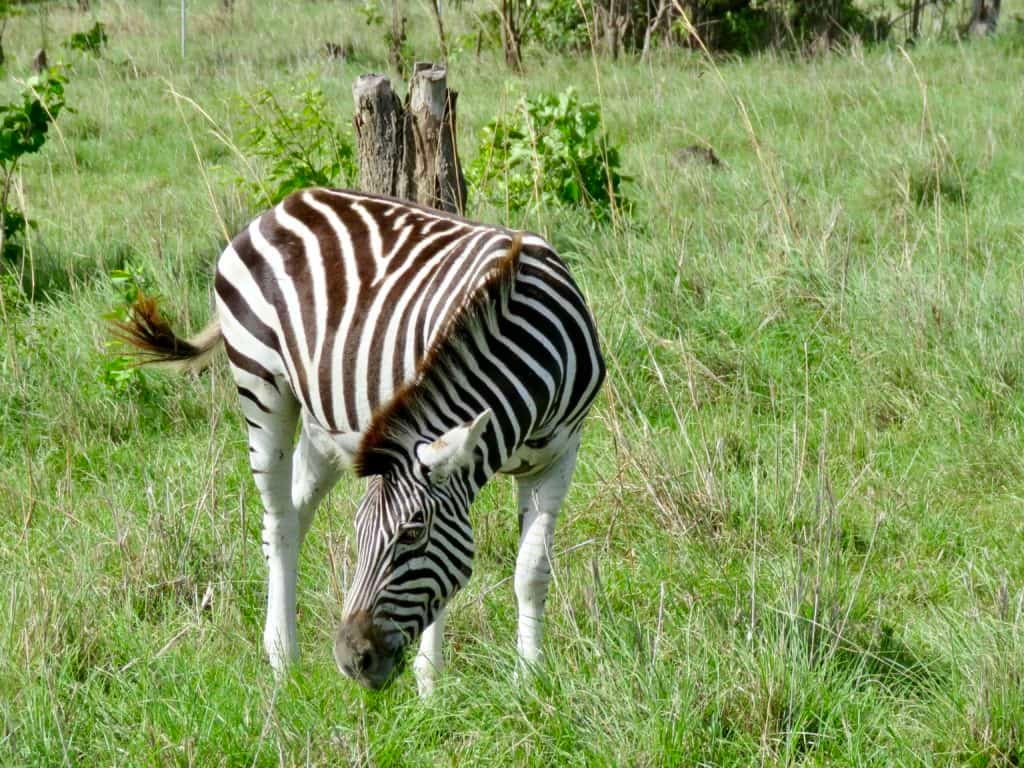 Shai Hills Resource Reserve Ghana Zebra